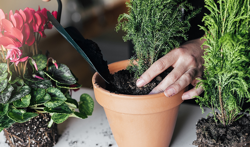 Quais são os cuidados básicos para cultivar um jardim em casa