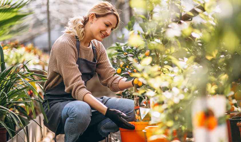 Mães de plantas