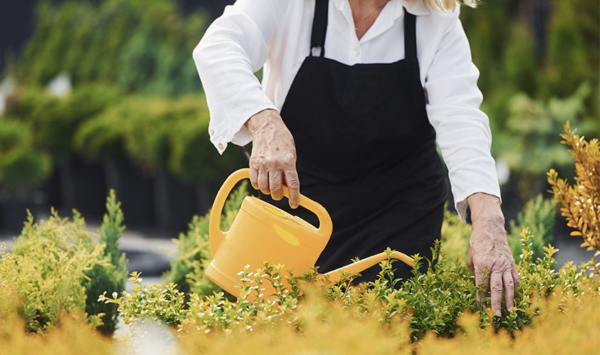 Guia básico de cuidados com as plantas no inverno