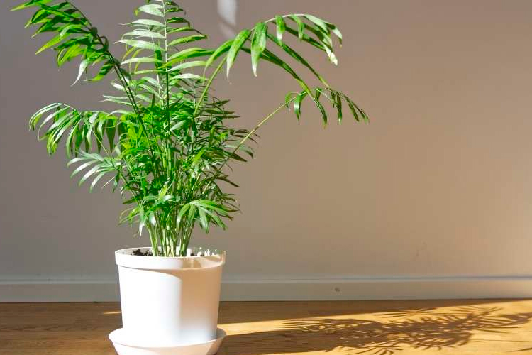 Decore com 11 plantas que trazem sorte