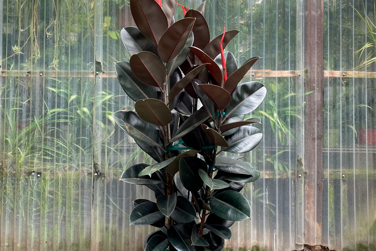 Plantas Ficus Elastica