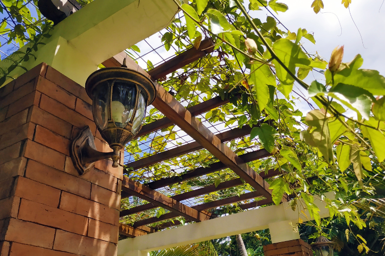 Top 9 Plantas para Pergolado: Beleza e Sombra na Medida Certa