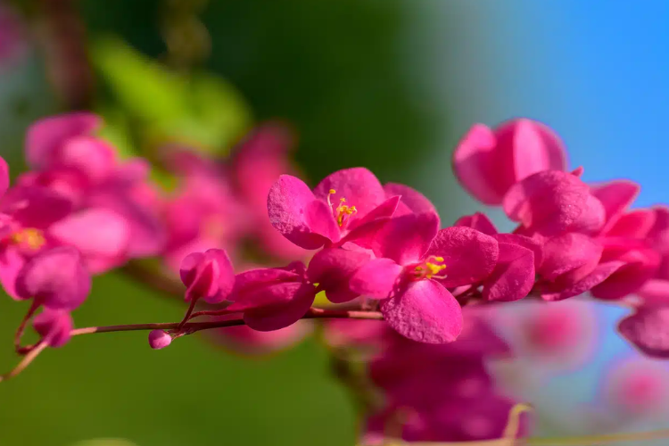Flor Amor-agarradinho em tom de rosa escuro e e miolo amarelo.
