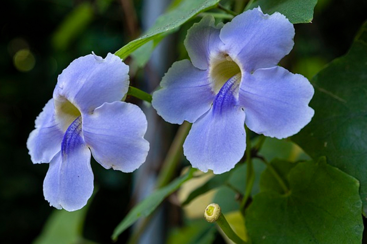  Flor Tumbergia-azul em meio suas folhagens, com petalas em tons de roxo, azul e amarelo.