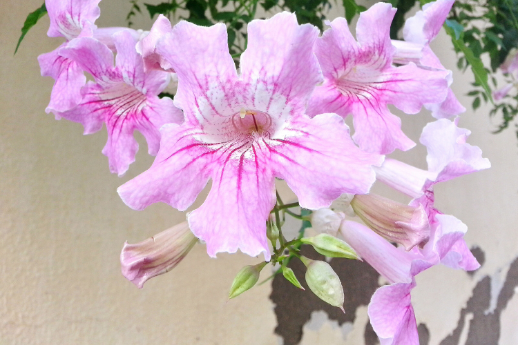 Flor Sete-léguas, petalas em rosa e branco pendente em uma parede bege.