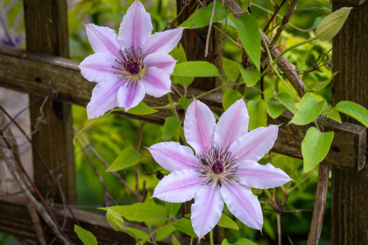 Flor Clematis, pétalas predominantes em branco e nuances de rosa e lilás, miolo de várias pontas de cores escuras com seus galhos enrolados na grade um portão com pedaços de madeiras.