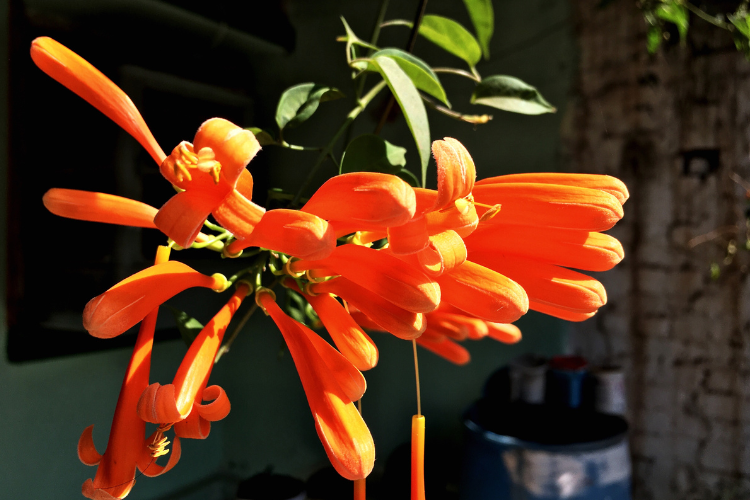 Flor Cipó-de-São-João em galho longo e fino, pequenas folas e pelatas alongadas e redondas em laranja vivo ao sol.
