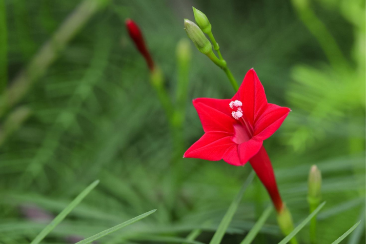Flor Esqueletinho-de-jardim em foco na imagem com suas pétalas formando uma estrela em vermelho vivo.