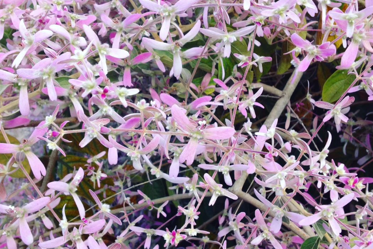 Flor Congéia, ramos bem misturados com os galhos, com várias pétalas finas em tons de lilás.