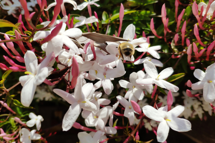 Flor Jasmim-dos-poetas em tom de branco, com botões rosados fechados e uma abelha desfocada ao centro.